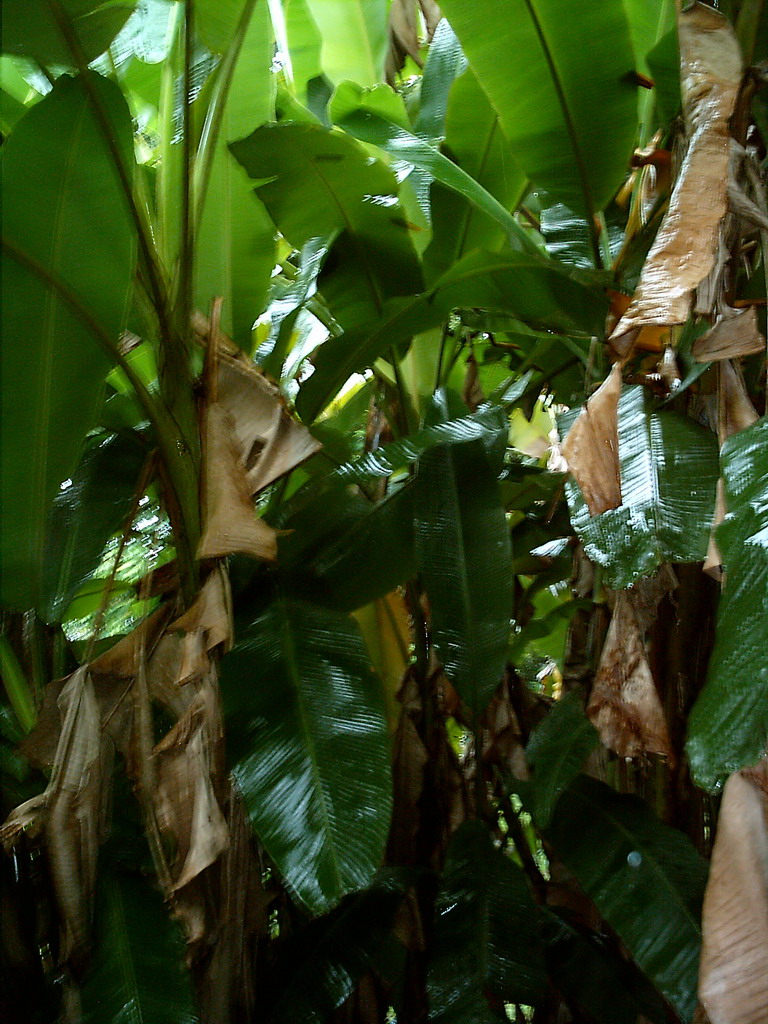 Plant at the Limbe Botanic Garden