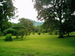 Plants and trees at the Limbe Botanic Garden