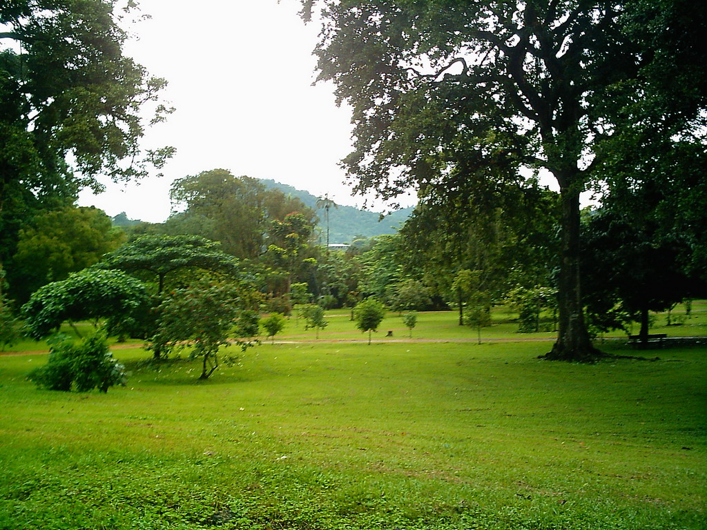 Plants and trees at the Limbe Botanic Garden