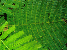 Fern at the Limbe Botanic Garden