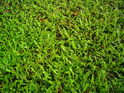 Plants at the Limbe Botanic Garden