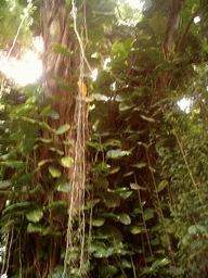 Tree with lianas at the Limbe Botanic Garden