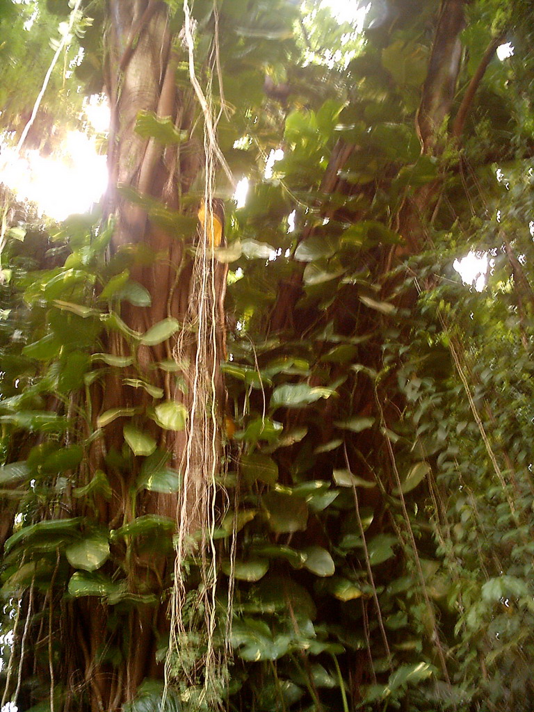 Tree with lianas at the Limbe Botanic Garden