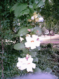 Tree with flowers at the Limbe Botanic Garden