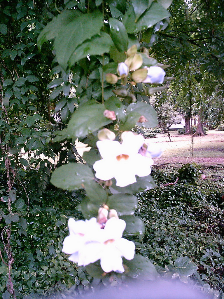 Tree with flowers at the Limbe Botanic Garden