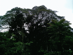 Trees at the Limbe Botanic Garden