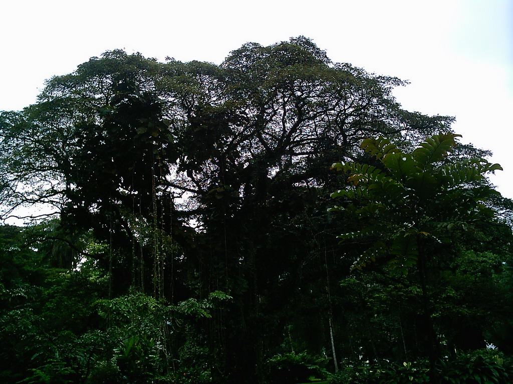 Trees at the Limbe Botanic Garden