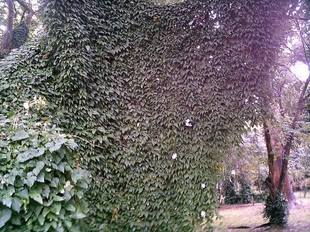 Tree with creepers at the Limbe Botanic Garden