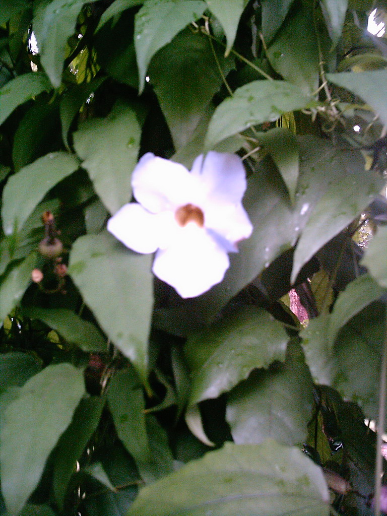 Plant with flower at the Limbe Botanic Garden