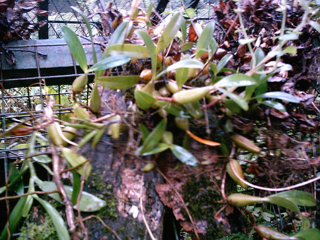 Plant with fruit at the Limbe Botanic Garden