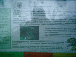 Information on the Cycas palm tree at the Limbe Botanic Garden