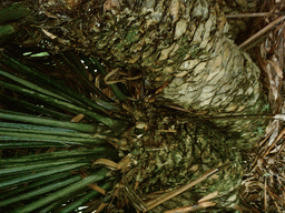 Cycas palm tree at the Limbe Botanic Garden