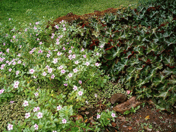 Flowers at the Limbe Botanic Garden