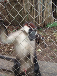 Macaques at the Limbe Wildlife Centre