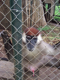 Macaque at the Limbe Wildlife Centre