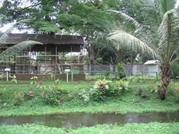 Stream, plants and cage at the Limbe Wildlife Centre