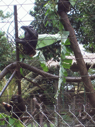 Chimpanzees at the Limbe Wildlife Centre