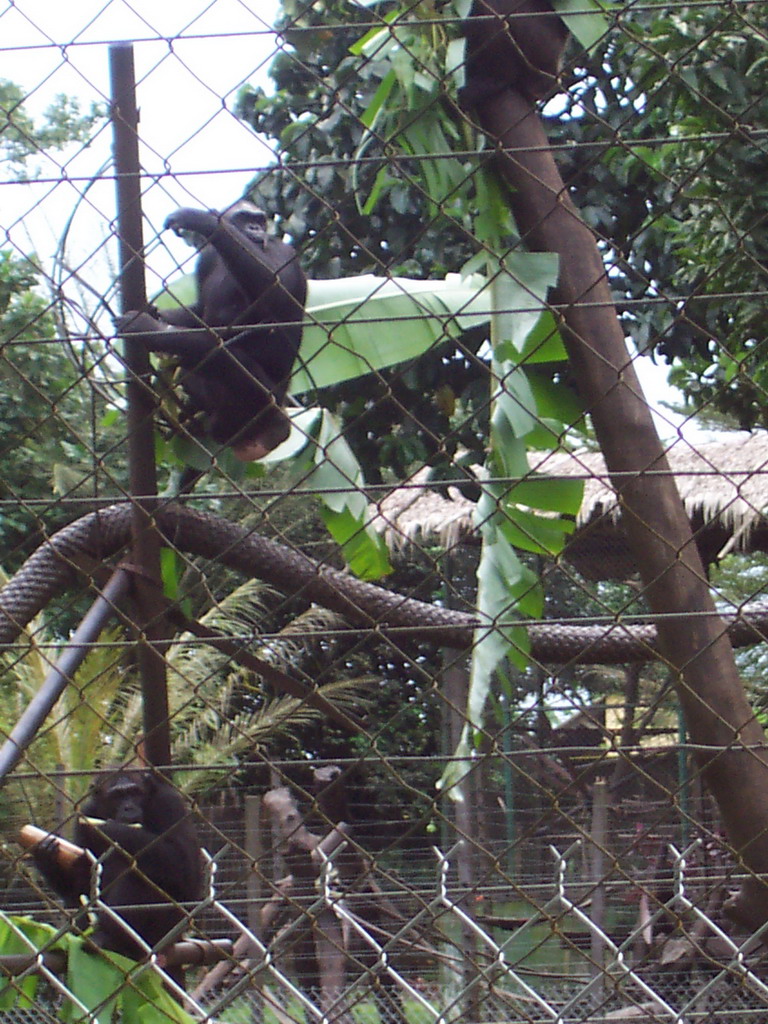 Chimpanzees at the Limbe Wildlife Centre