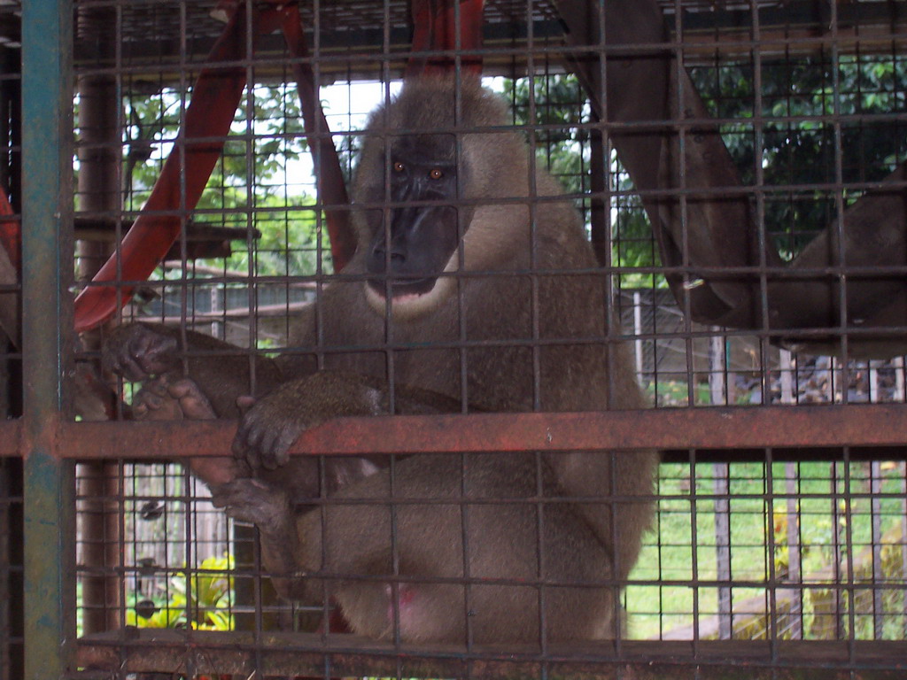 Baboon at the Limbe Wildlife Centre