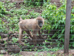 Baboon at the Limbe Wildlife Centre