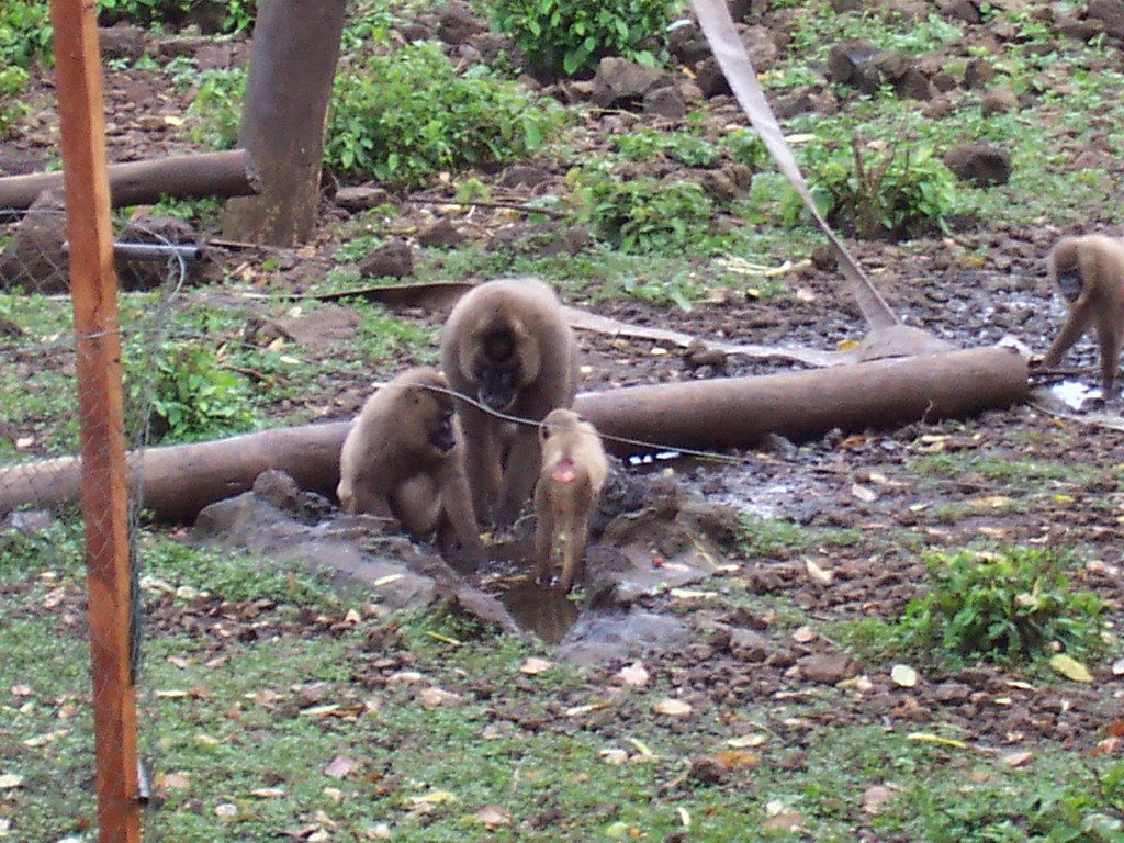 Baboons at the Limbe Wildlife Centre