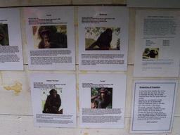 Information on the Chimpanzees at the Limbe Wildlife Centre