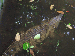 Crocodile at the Limbe Wildlife Centre