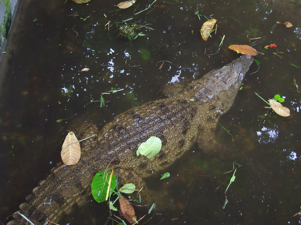 Crocodile at the Limbe Wildlife Centre