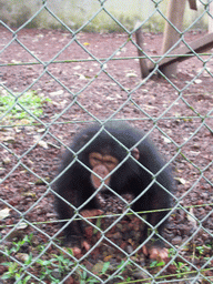Young Chimpanzee at the Limbe Wildlife Centre