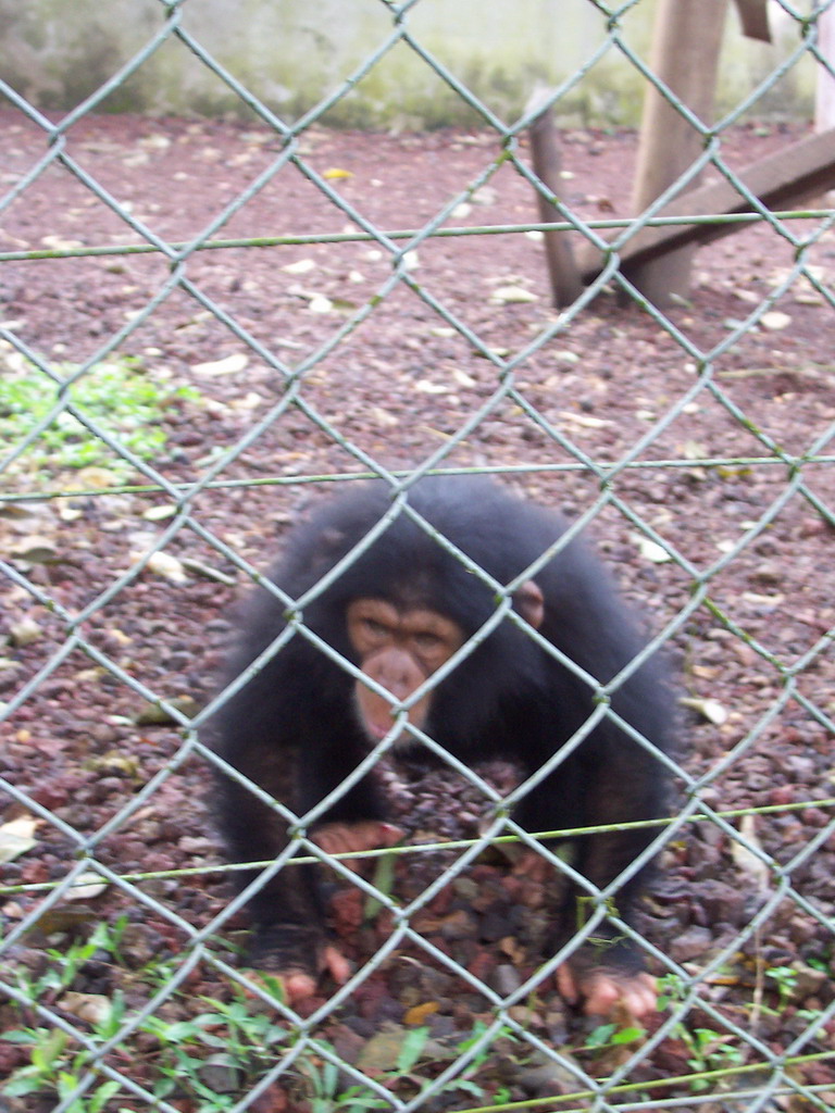 Young Chimpanzee at the Limbe Wildlife Centre