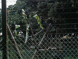Chimpanzees at the Limbe Wildlife Centre