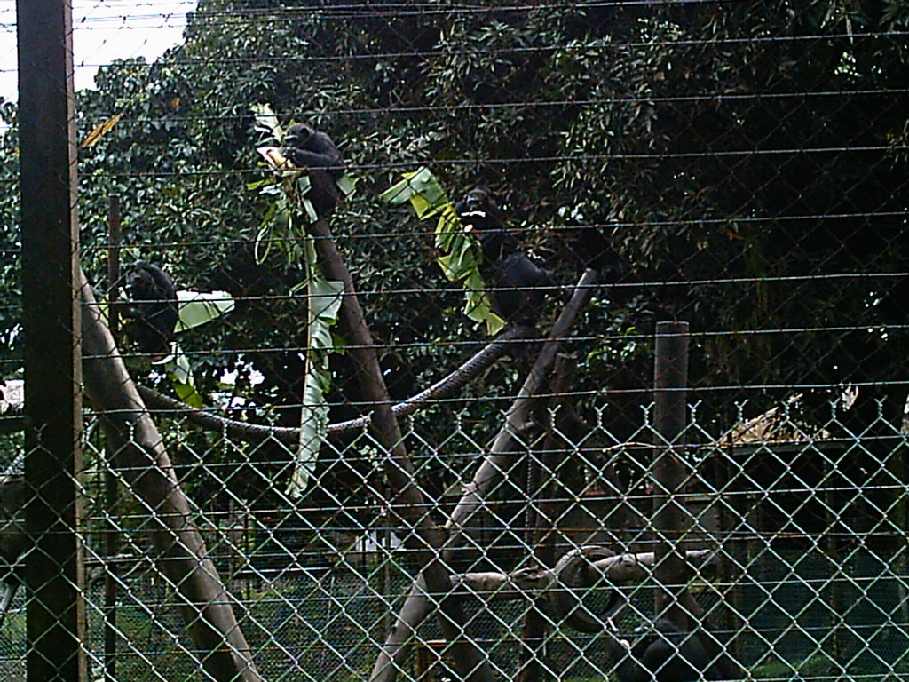 Chimpanzees at the Limbe Wildlife Centre