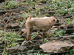 White Baboon at the Limbe Wildlife Centre