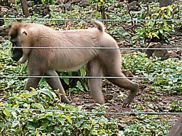 White Baboon at the Limbe Wildlife Centre
