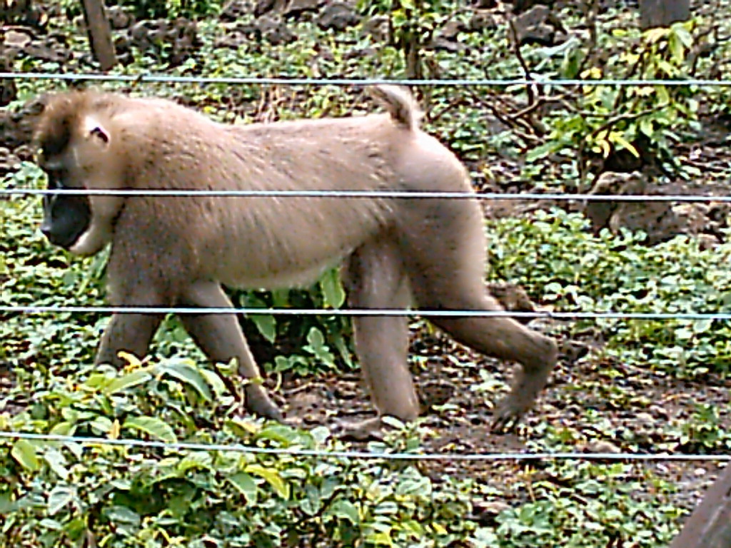 White Baboon at the Limbe Wildlife Centre