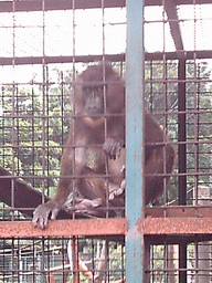 Baboon at the Limbe Wildlife Centre