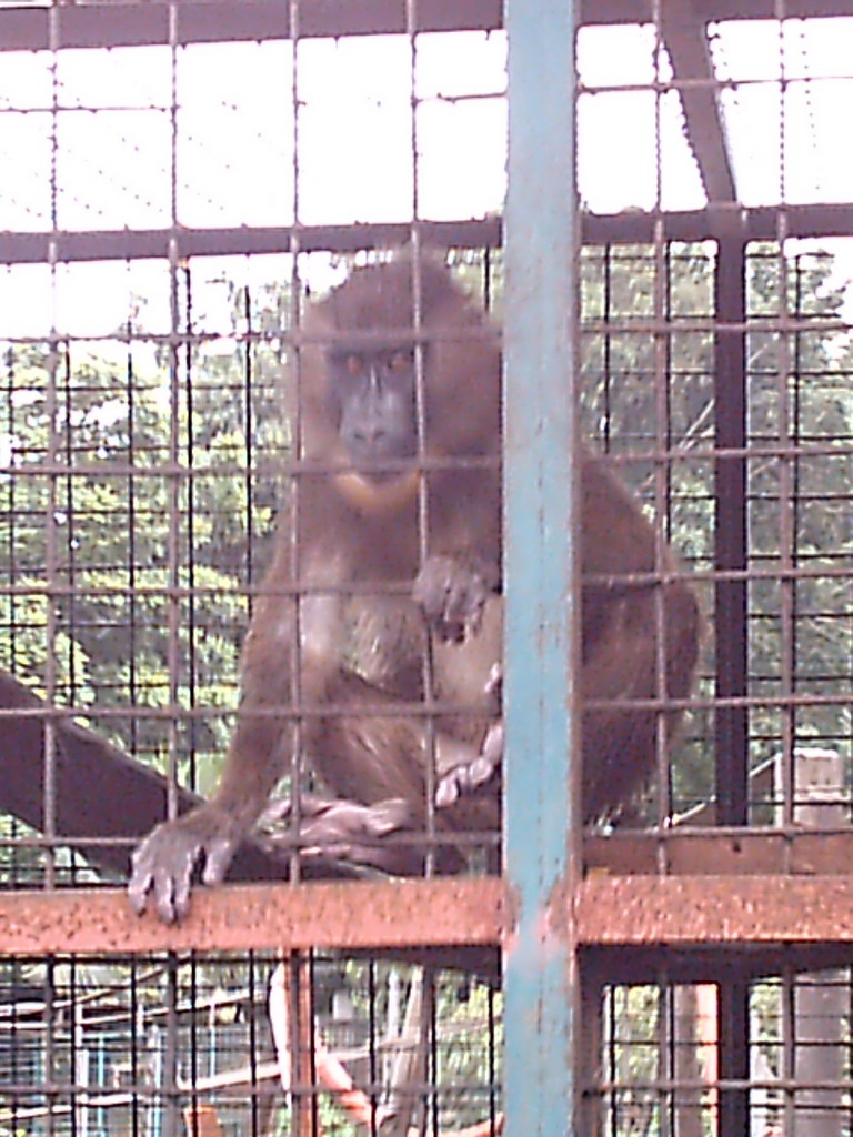Baboon at the Limbe Wildlife Centre