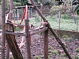 Mandrills at the Limbe Wildlife Centre