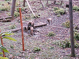Mandrills at the Limbe Wildlife Centre