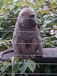 Baboon at the Limbe Wildlife Centre