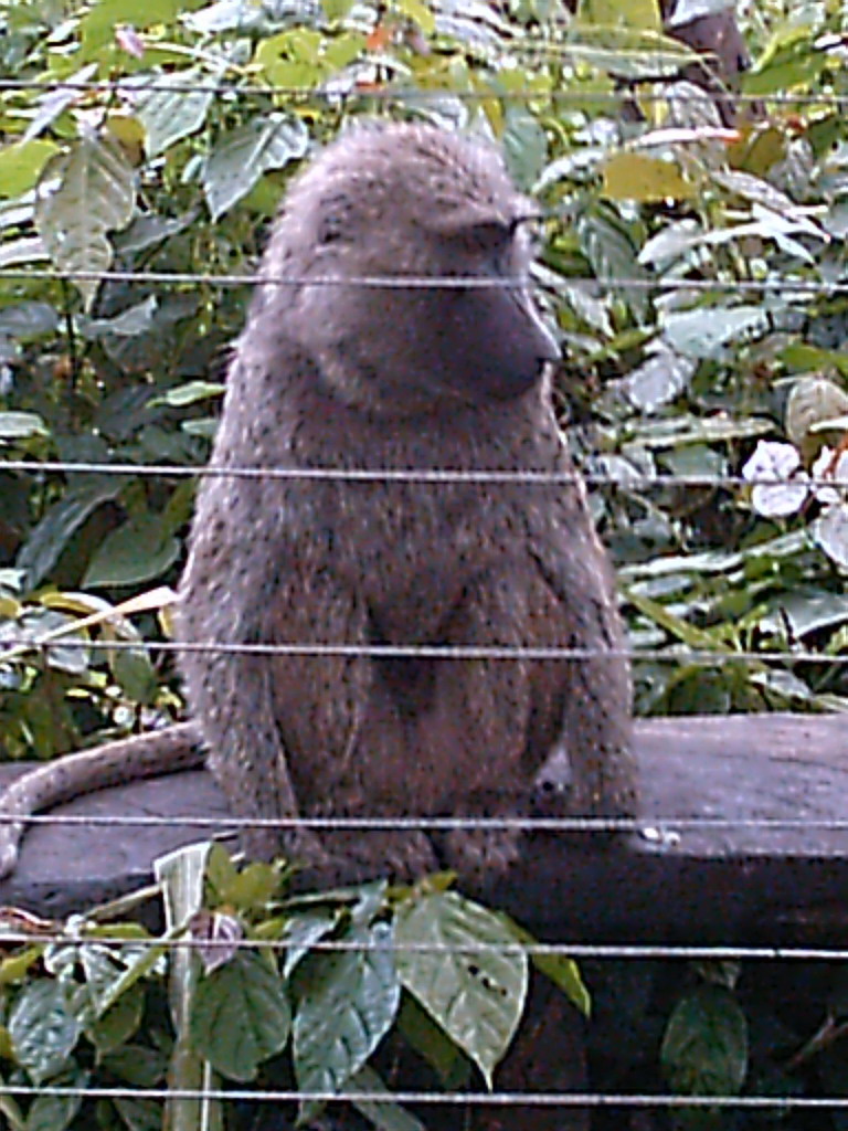 Baboon at the Limbe Wildlife Centre