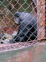 Spider Monkey at the Limbe Wildlife Centre