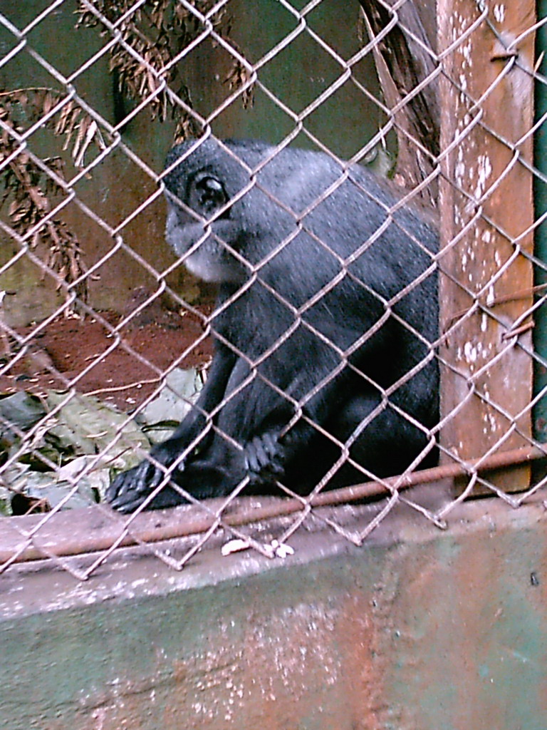 Spider Monkey at the Limbe Wildlife Centre