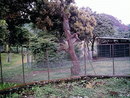 Trees and cages at the Limbe Wildlife Centre