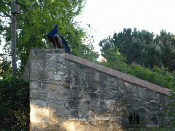 Peacock on top of a wall at the gardens of the São Jorge Castle