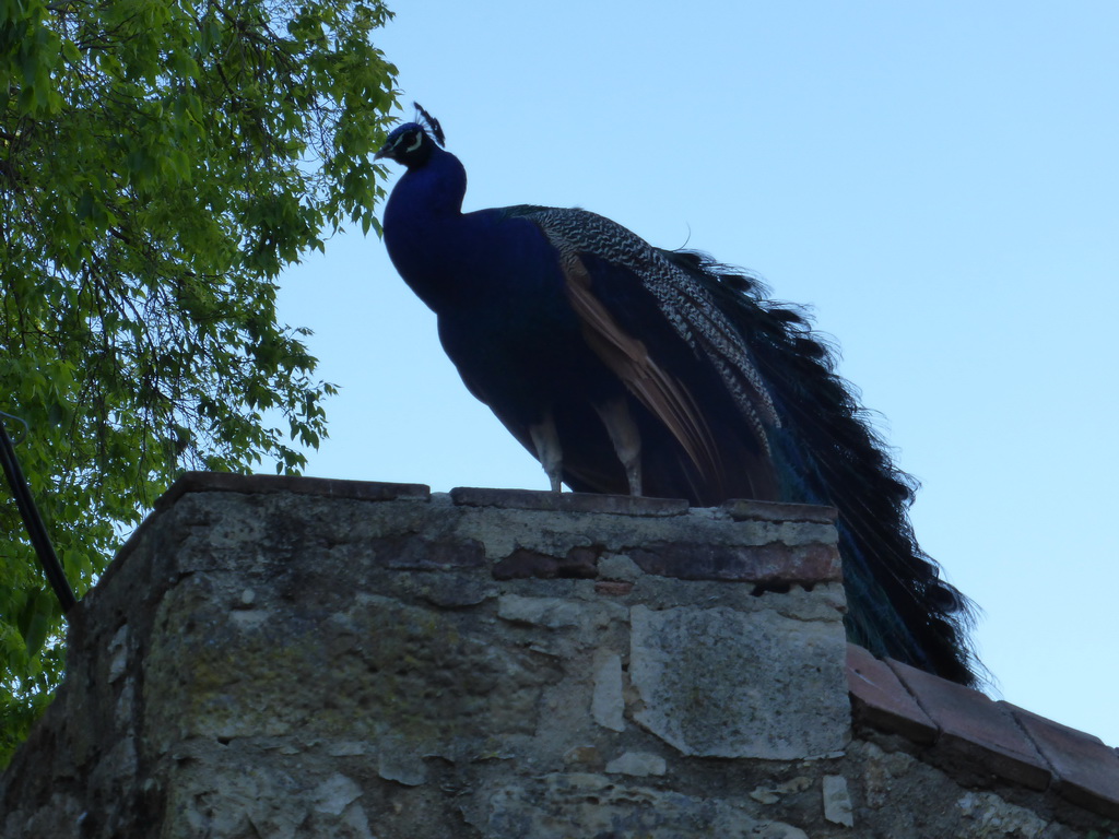 Peacock on top of a wall at the gardens of the São Jorge Castle
