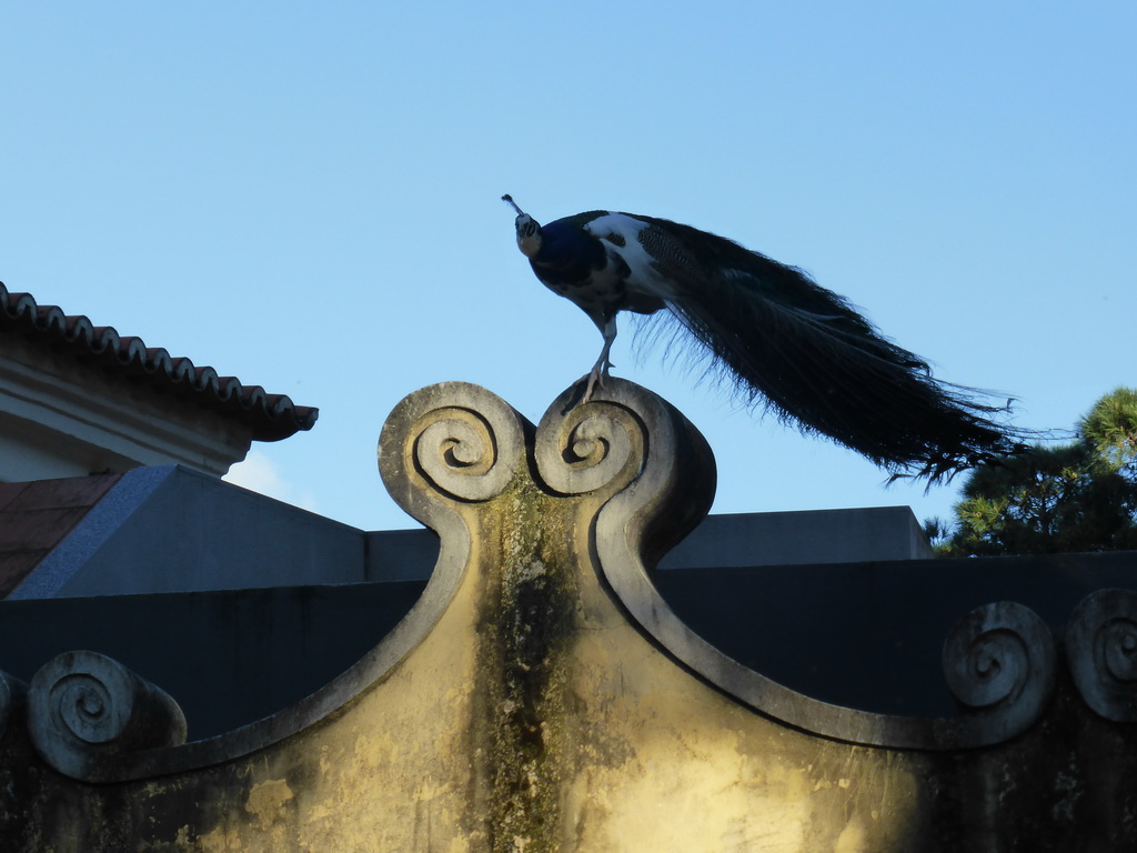 Peacock on top of a wall at the gardens of the São Jorge Castle