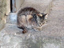 Cat in the gardens of the São Jorge Castle
