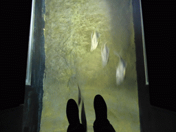 Tim`s feet on top of an aquarium with fish at the temporary exhibit `Sea Turtles - The Journey` at the Lisbon Oceanarium