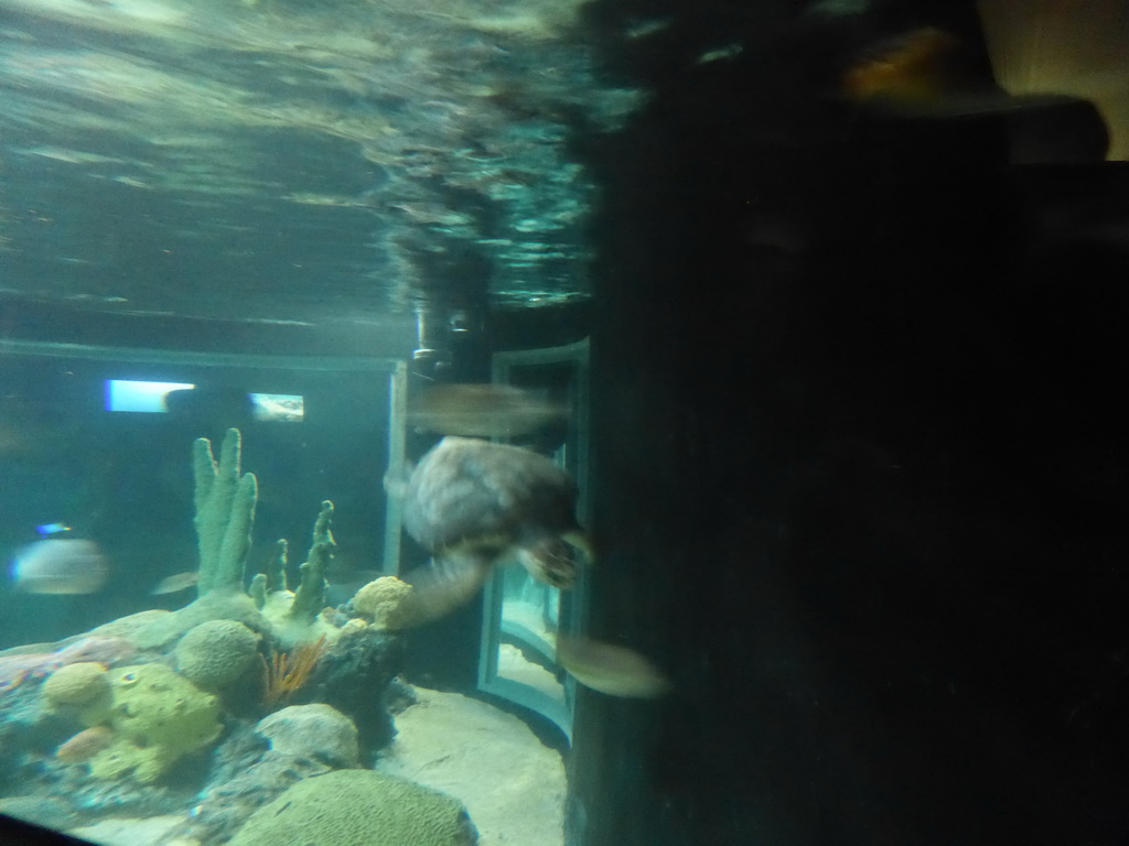 Sea turtle and fish at the temporary exhibit `Sea Turtles - The Journey` at the Lisbon Oceanarium